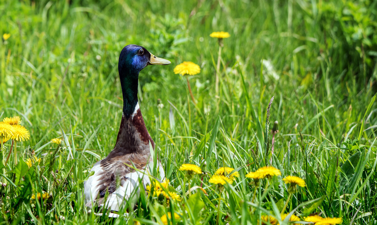Уточки.(2) - Владимир Безбородов