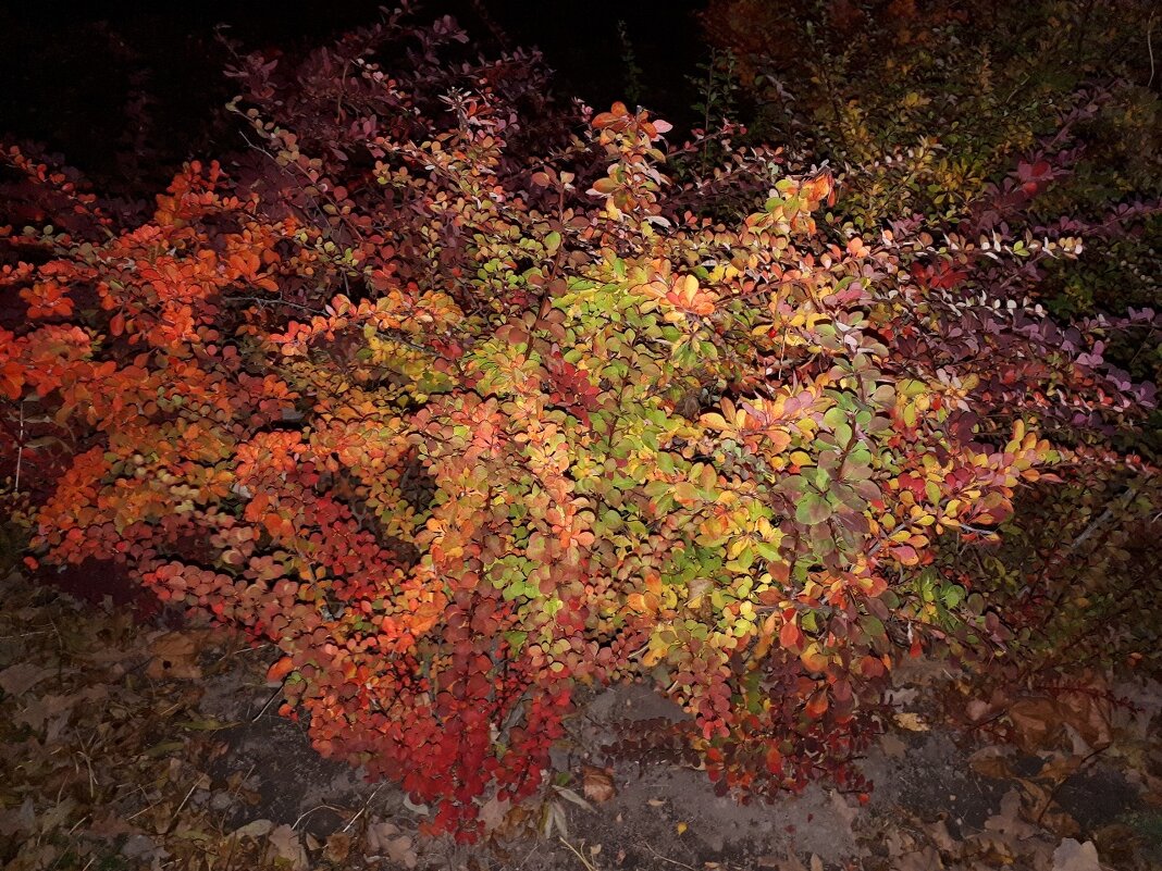 Куст барбариса. - Надежда 