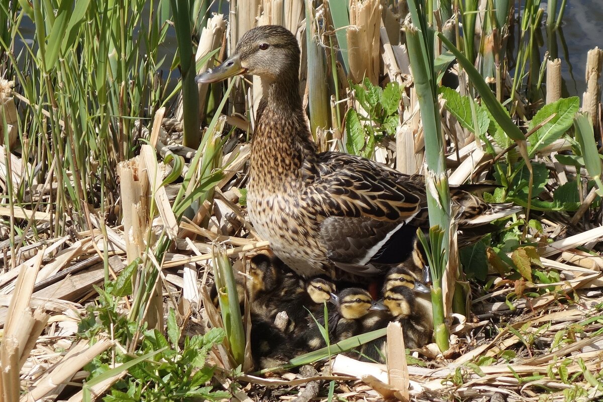 Утиный выводок - Рита Симонова Утиный выводок - Рита Симонова