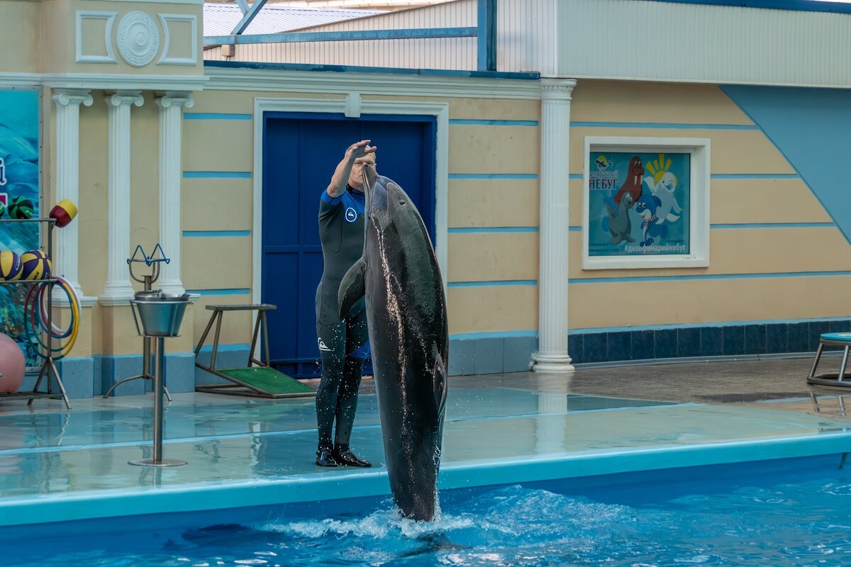 Дельфинарий - Игорь Сикорский Дельфинарий - Игорь Сикорский