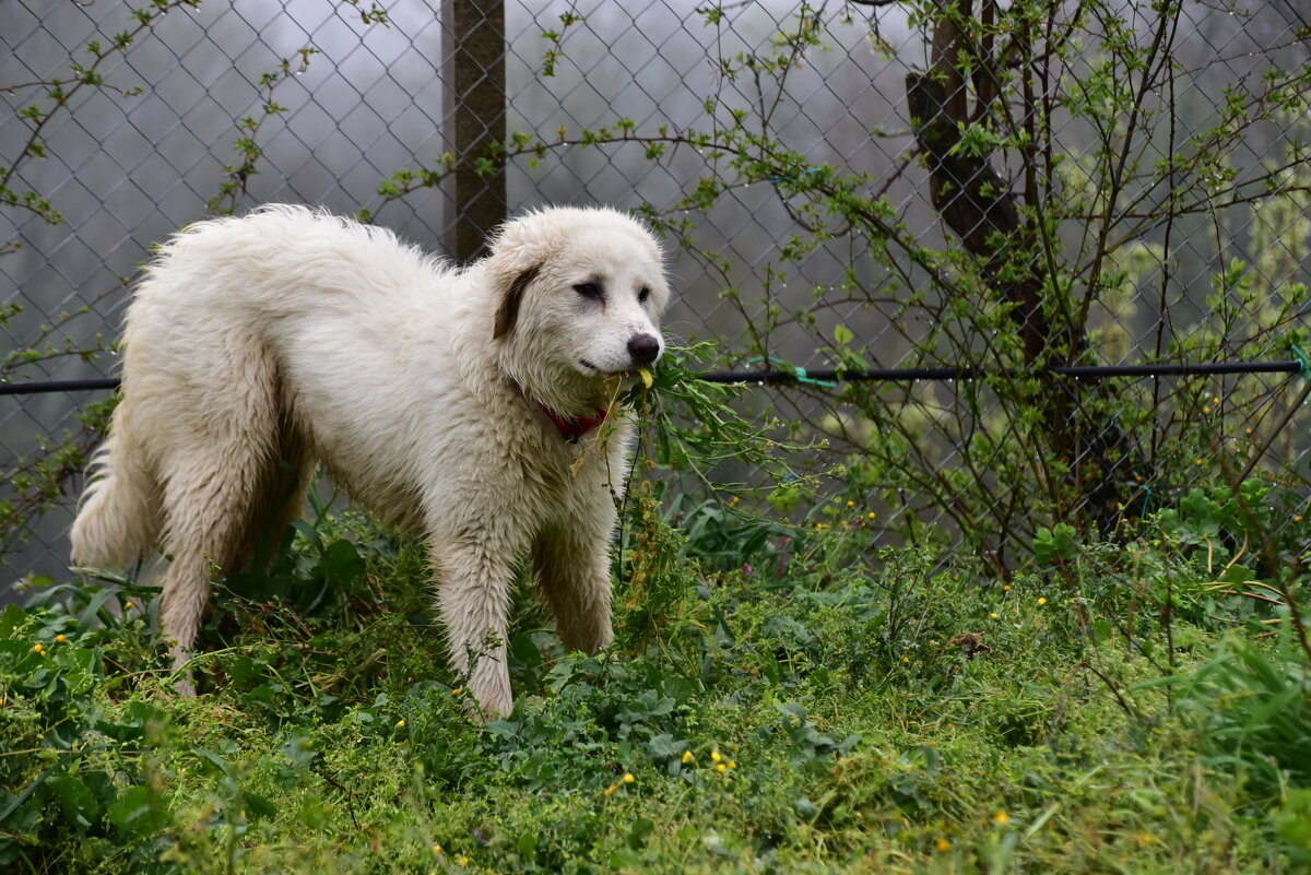 Алита - Светлана 