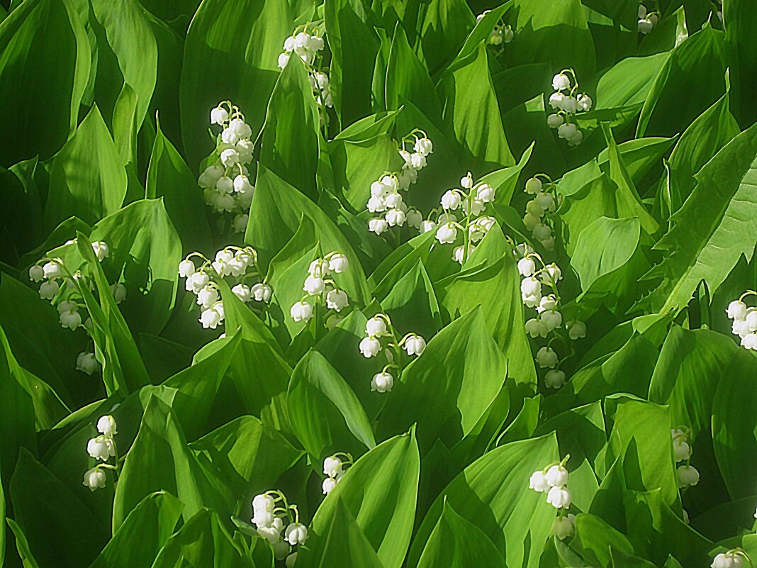 Ландыши.. - Елена Семигина
