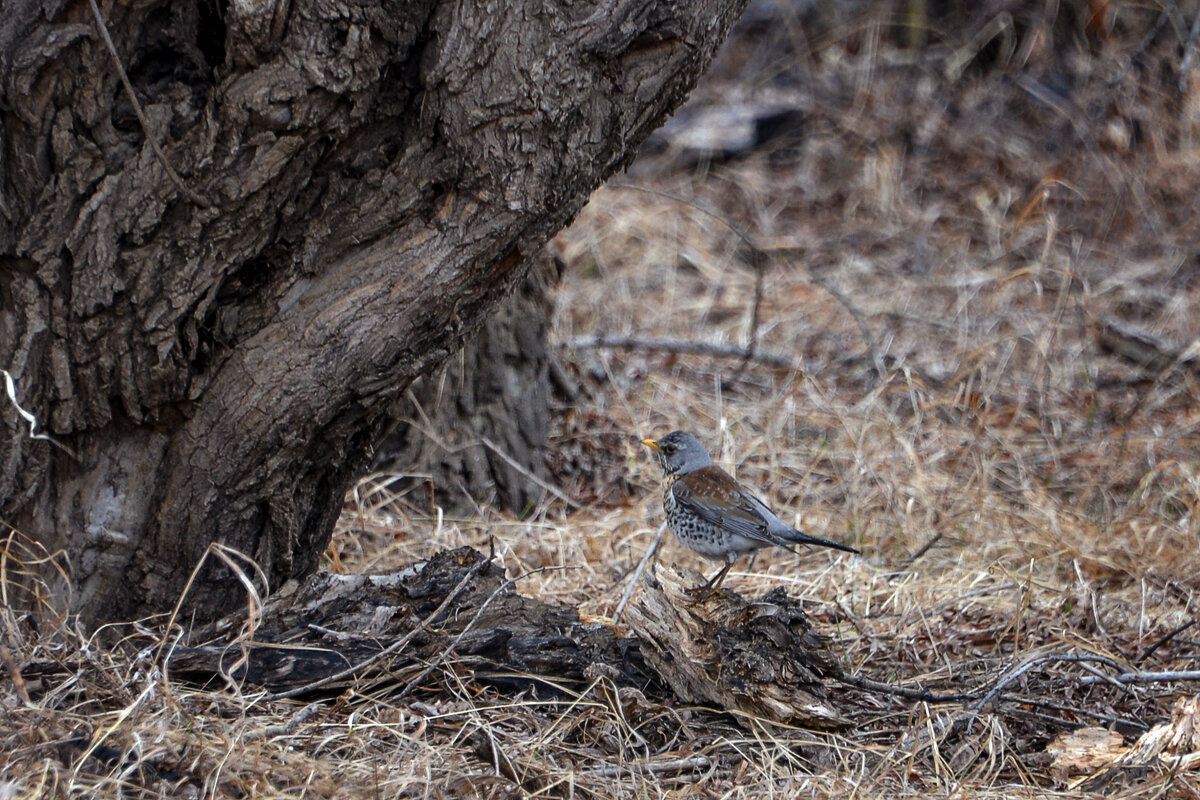 Дрозд - alex graf