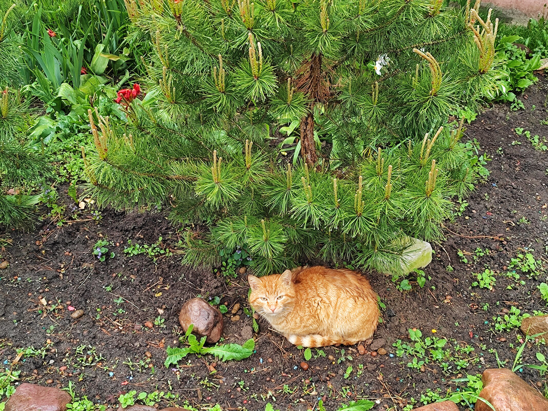 Рыжий зверь) - Денис Бочкарёв