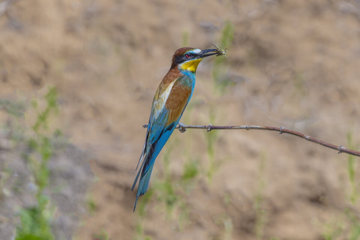 золотистые щурки - юрий макаров золотистые щурки - юрий макаров