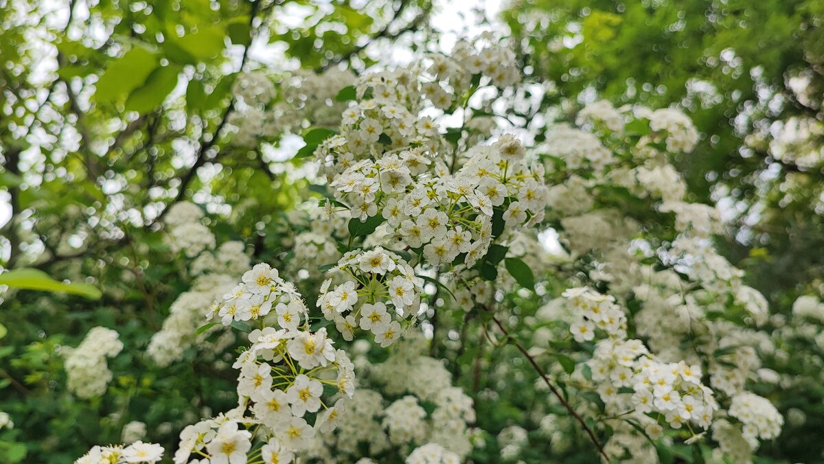 ,,, - Сергей Тимоновский ,,, - Сергей Тимоновский