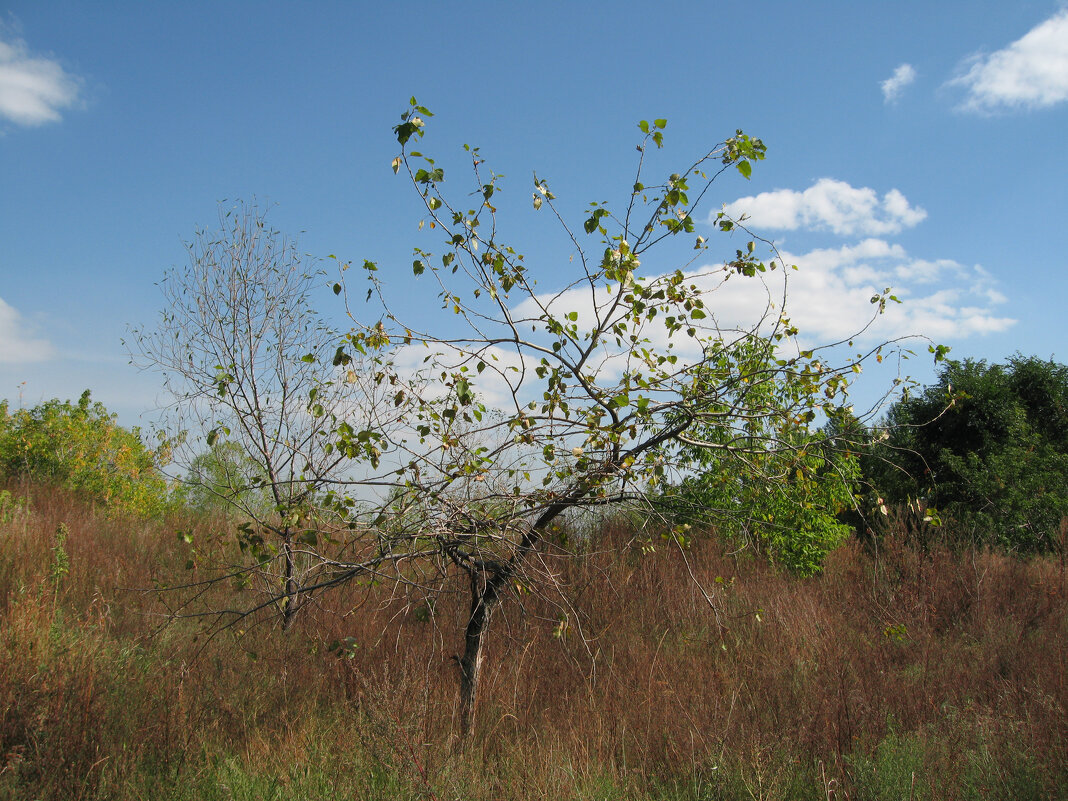 Ещё зелёное - Дмитрий Петров Ещё зелёное - Дмитрий Петров