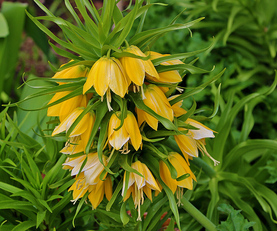 Рябчик императорский трёхъярусный - Светлана Рябчик императорский трёхъярусный - Светлана