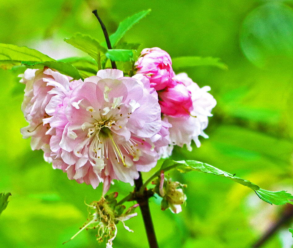Миндаль луизеания - Светлана Миндаль луизеания - Светлана