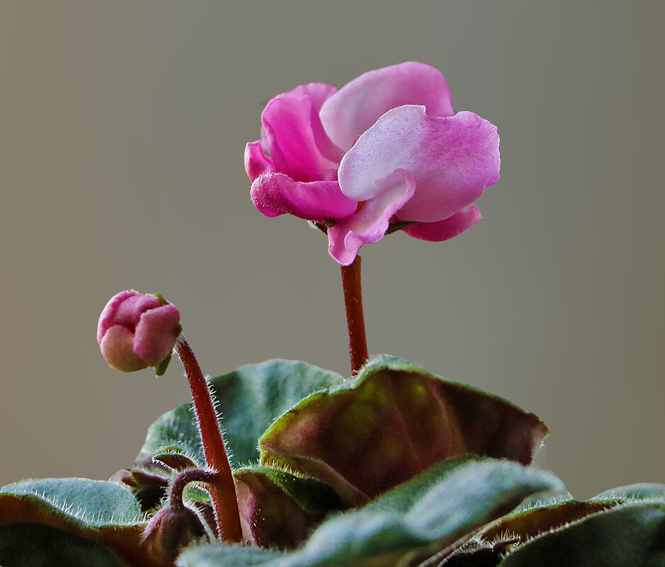 Фиалочка с детками - Светлана Фиалочка с детками - Светлана