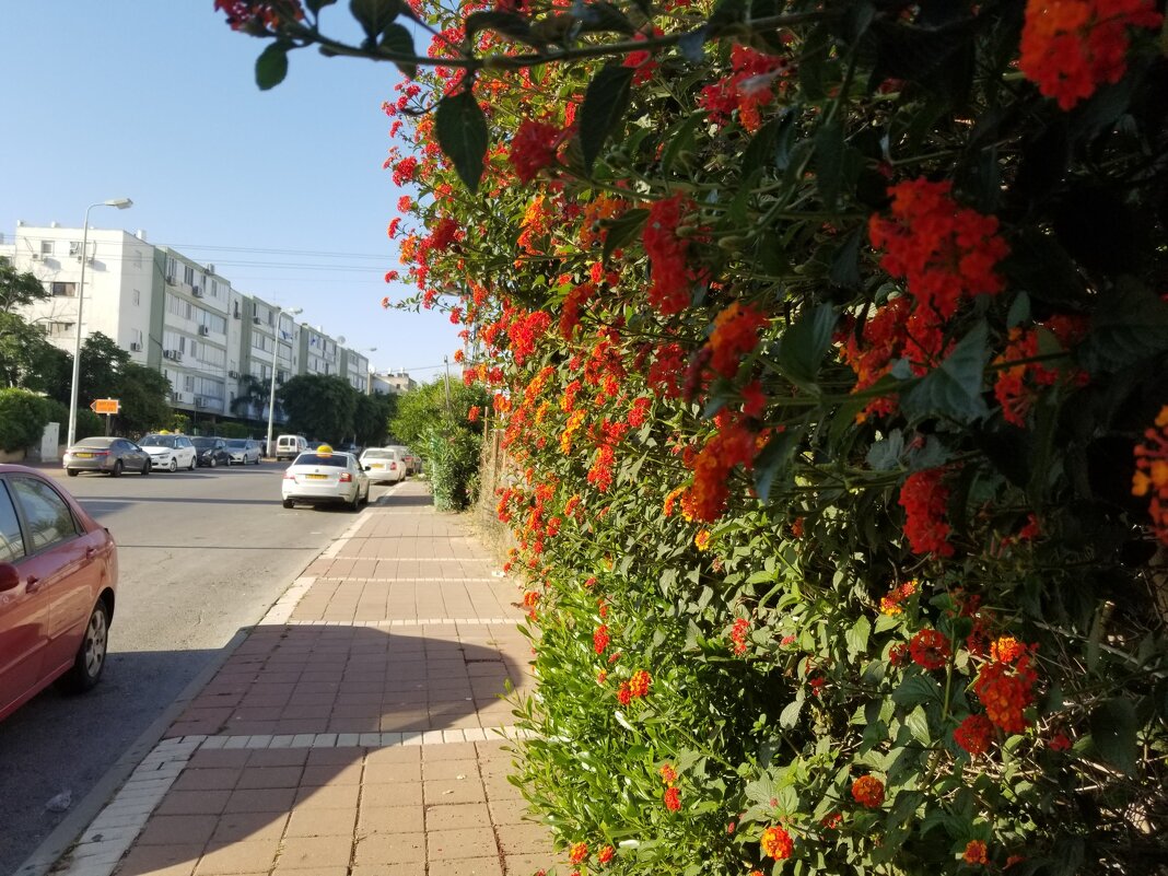 На нашей улице - Светлана Хращевская