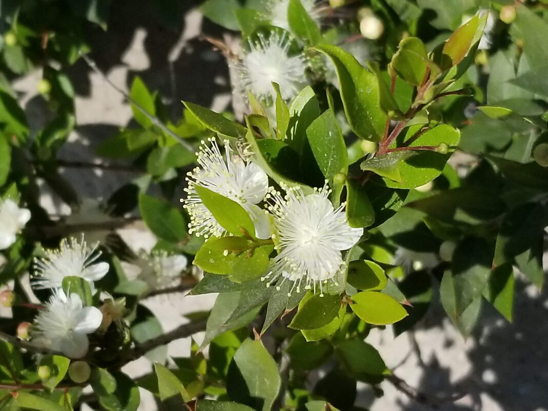 Мирт - Светлана Хращевская