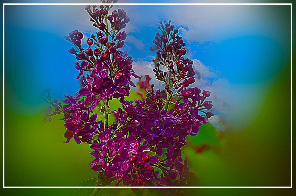 Сирень - Владимир Кроливец Сирень - Владимир Кроливец