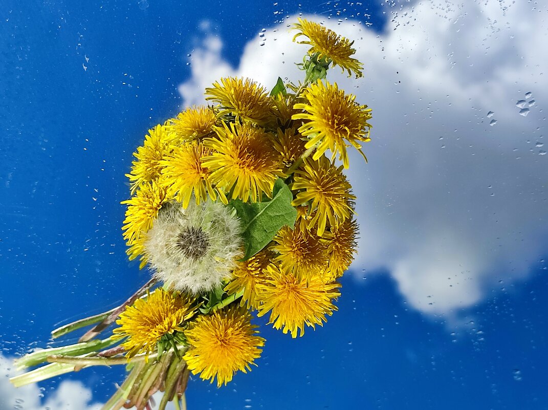 Букетик одуванчиков - Валентина Богатко 