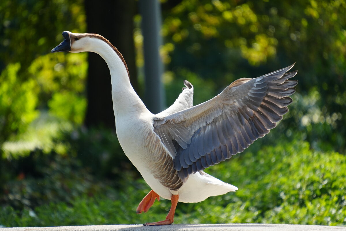 Гусачок)) - Павел Fotoflash911 Никулочкин