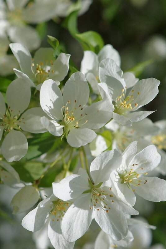 Цветение - Наталия Григорьева