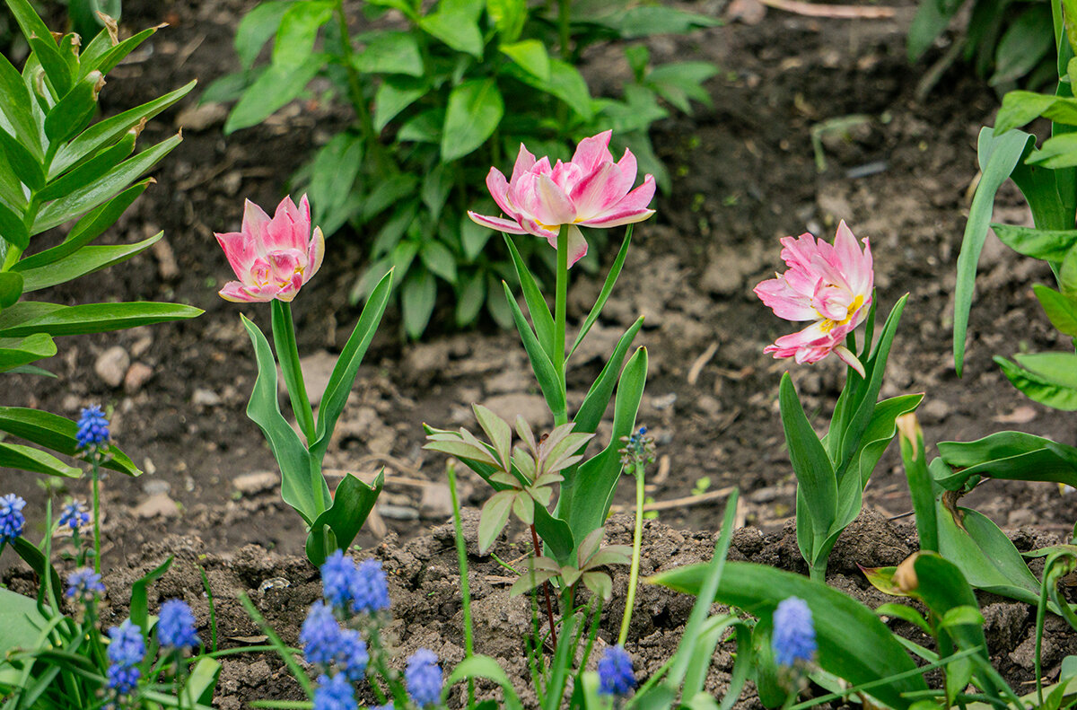 Городские цветы - Ирина Соловьёва Городские цветы - Ирина Соловьёва