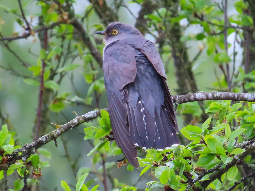 Кукуха прилетела в огород! - Ольга Митрофанова Кукуха прилетела в огород! - Ольга Митрофанова