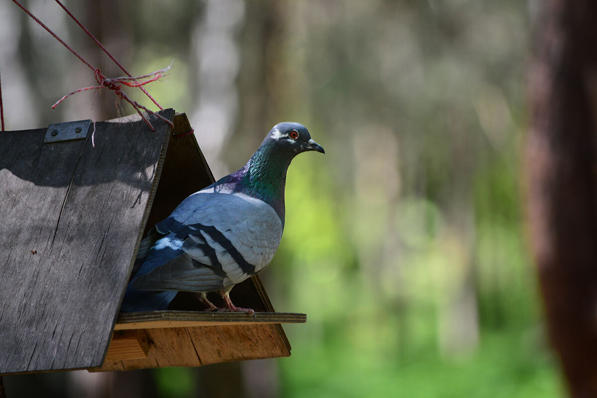 Голубь - Геннадий Супрун Голубь - Геннадий Супрун
