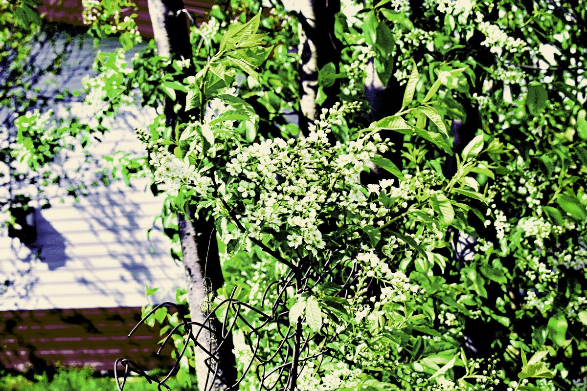 опять холодно ,цветет черемуха. - petyxov петухов