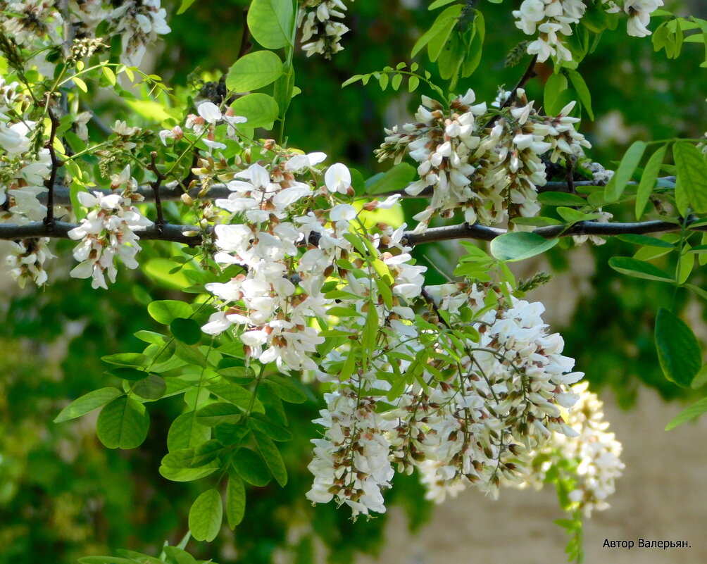 Белая акация цветёт. - Валерьян 