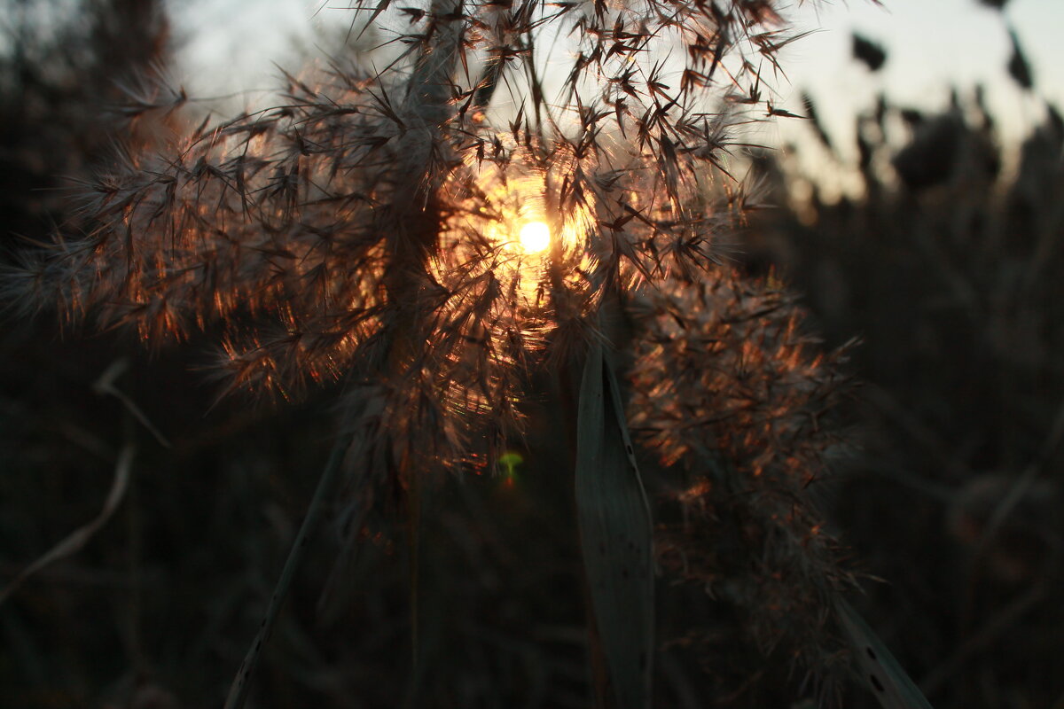 волшебство - Андрей Петренко