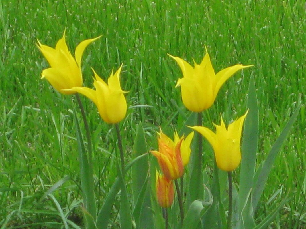 Стрельчатые тюльпаны - Дмитрий Никитин