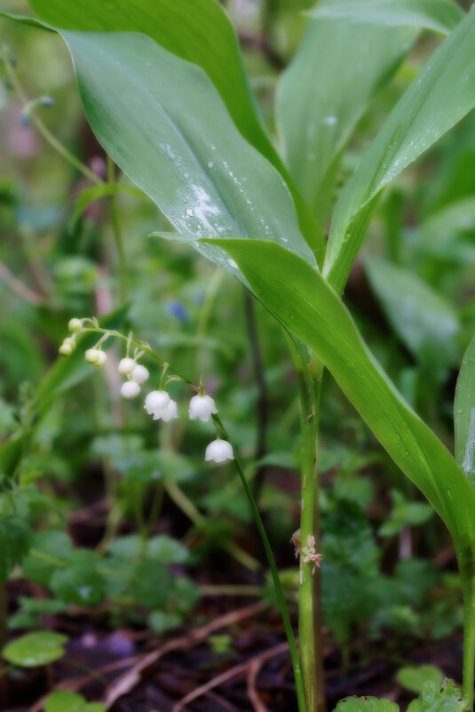 Маленькие колокольчики - sorovey Sol Маленькие колокольчики - sorovey Sol