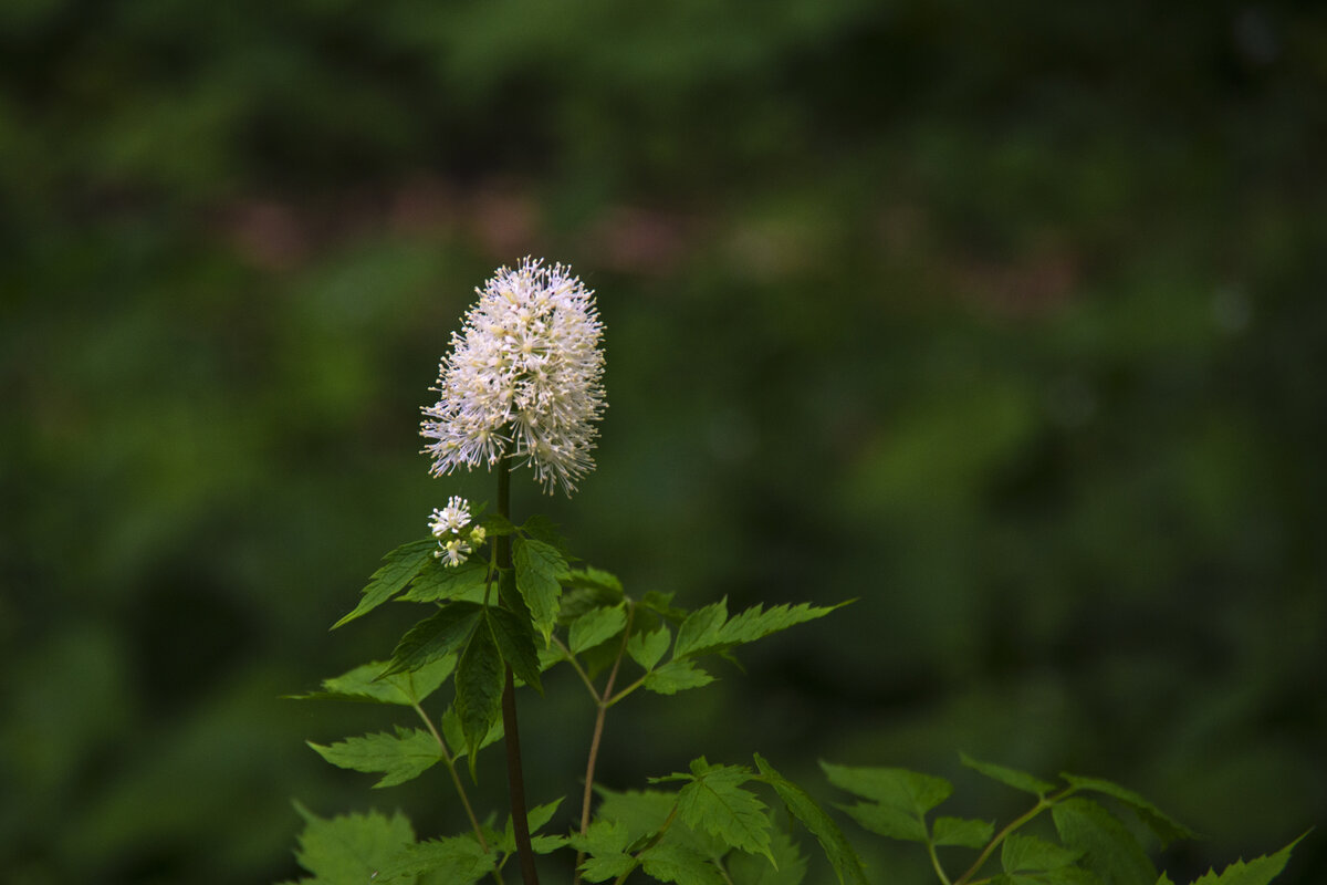 Тиарелле сердцелистная. - Сергей Фомичев