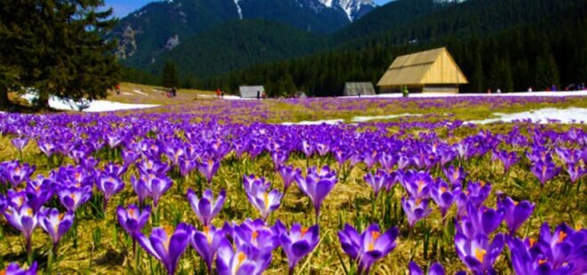 В Карптах - Степан Карачко