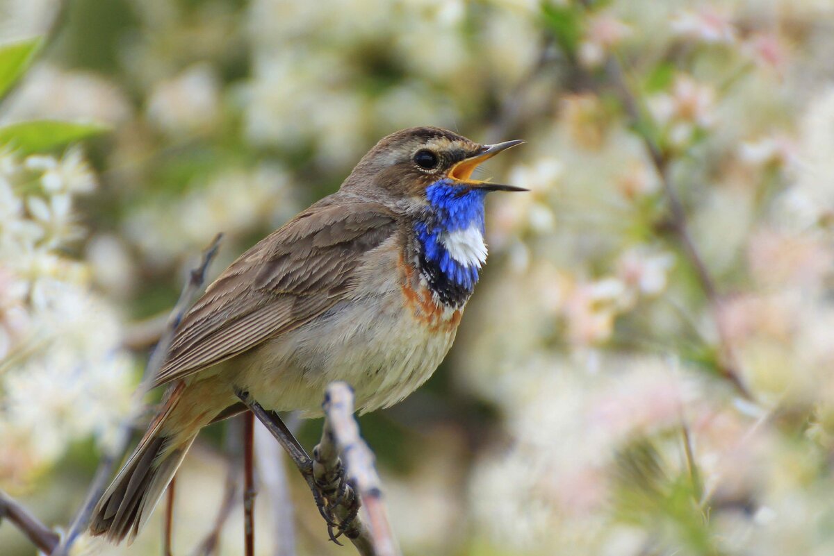 Весенняя песня варакушки - Ната Волга Весенняя песня варакушки - Ната Волга