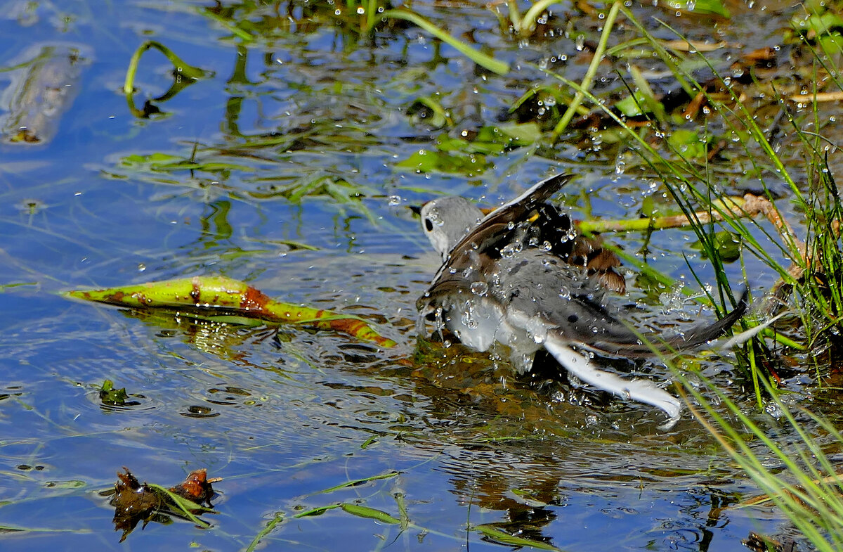 из сегодняшней съемки   2 - Александр Прокудин