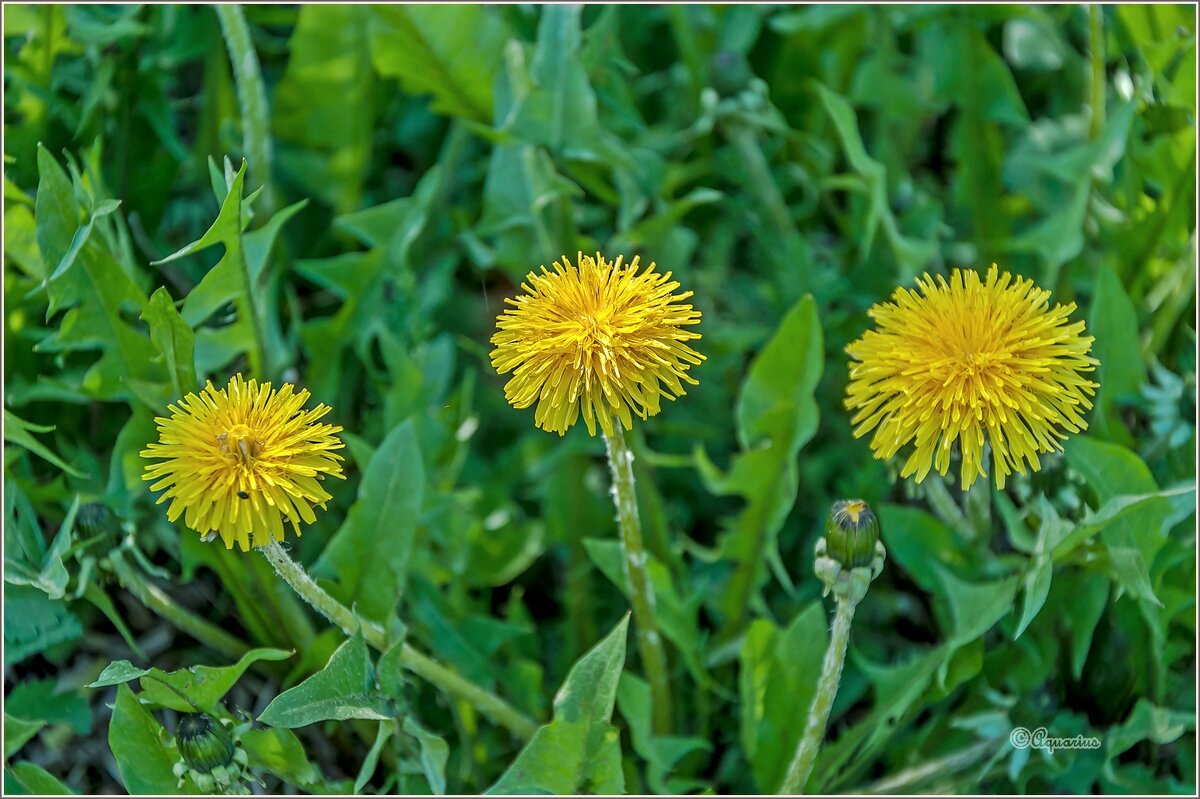 Май... - Aquarius - Сергей Май... - Aquarius - Сергей