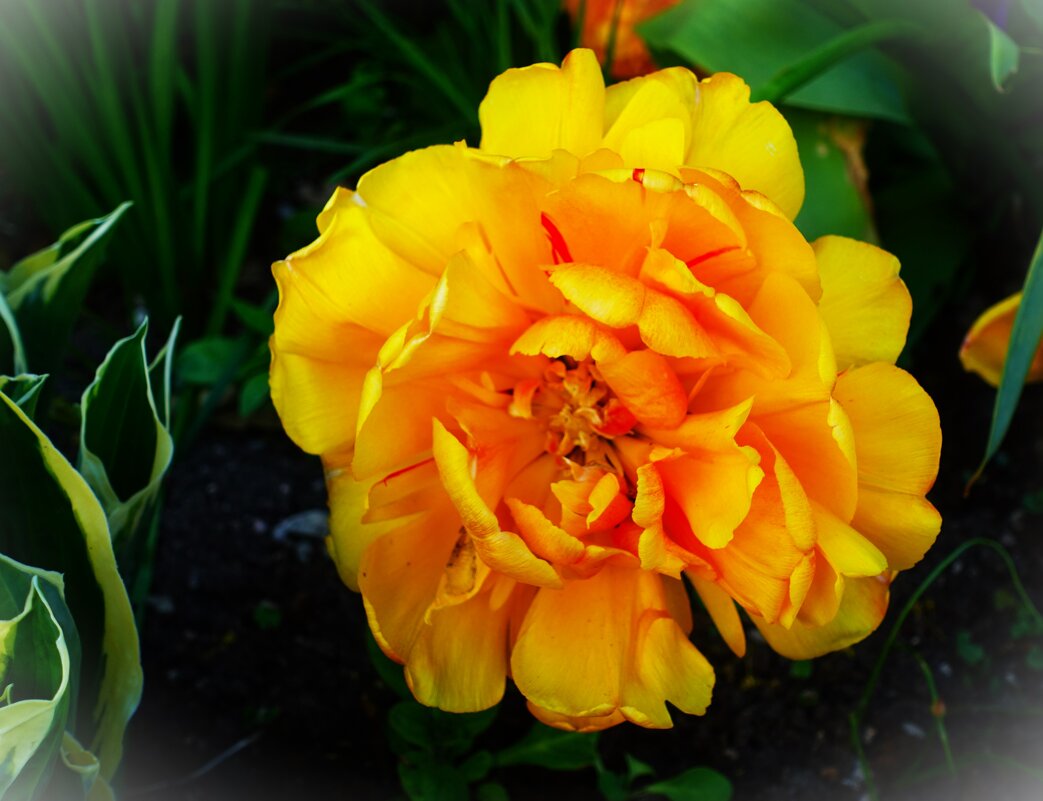 Склонился под своей тяжестью тюльпан Оранж Принцесс - Aida10 