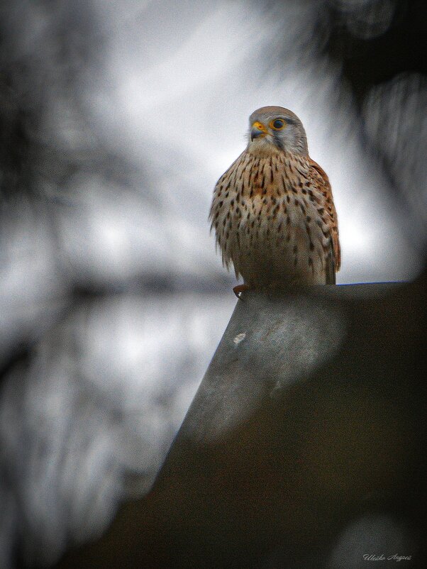 Пустельга - Андрей Шейко Пустельга - Андрей Шейко