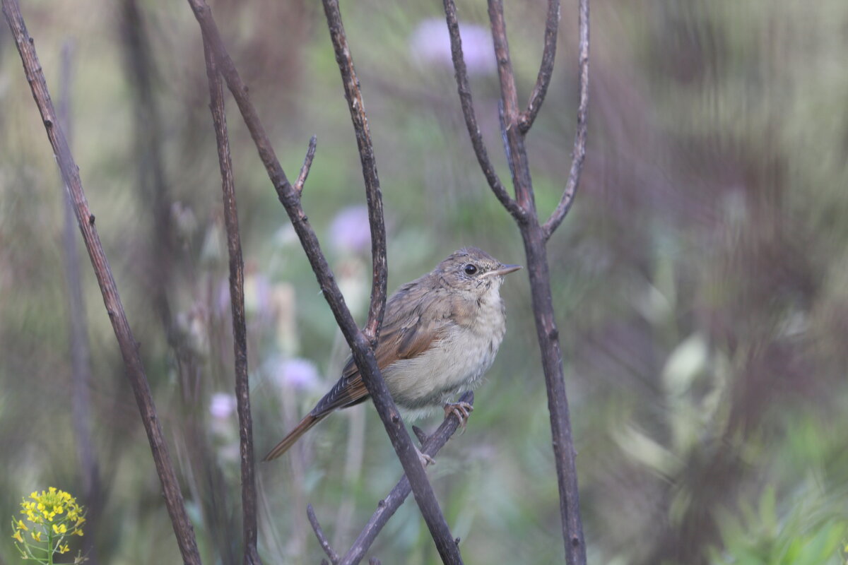 птицы - юрий агутин