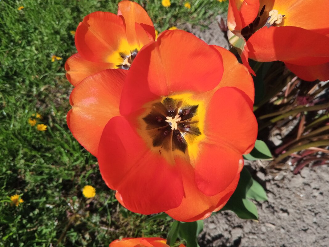 Тюльпан - Сапсан 