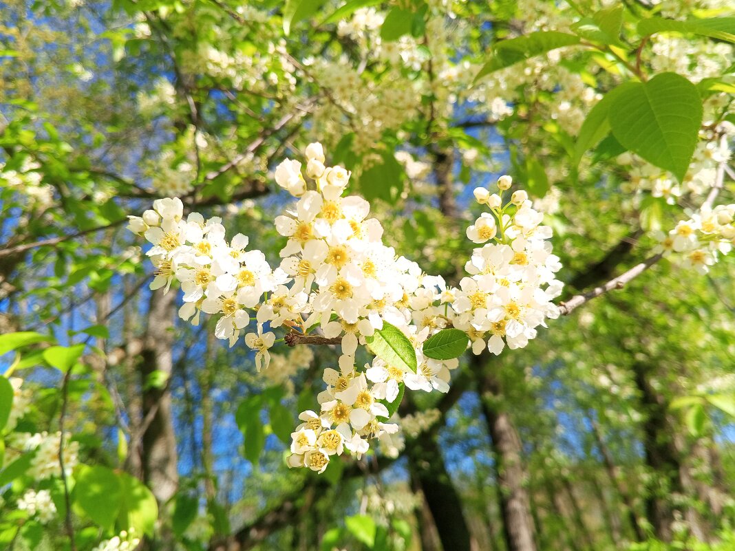 Черёмуха - Сапсан Черёмуха - Сапсан