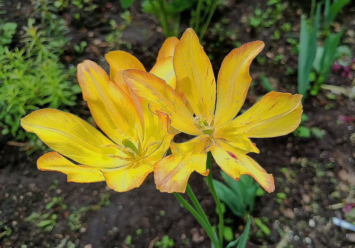 Солнечные тюльпаны! - Валентина Нефёдова Солнечные тюльпаны! - Валентина Нефёдова