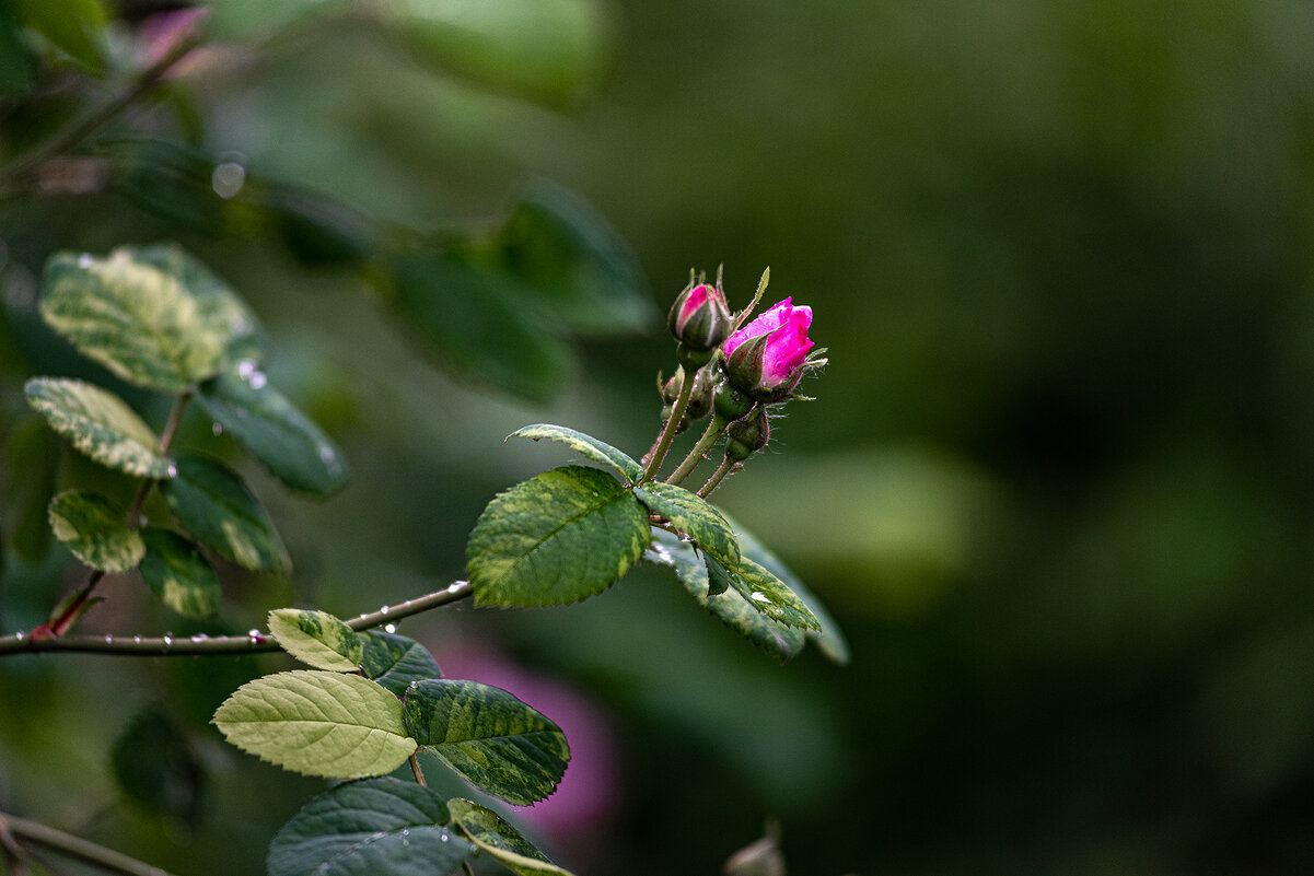 Май 25 года - Вадим Федотов 