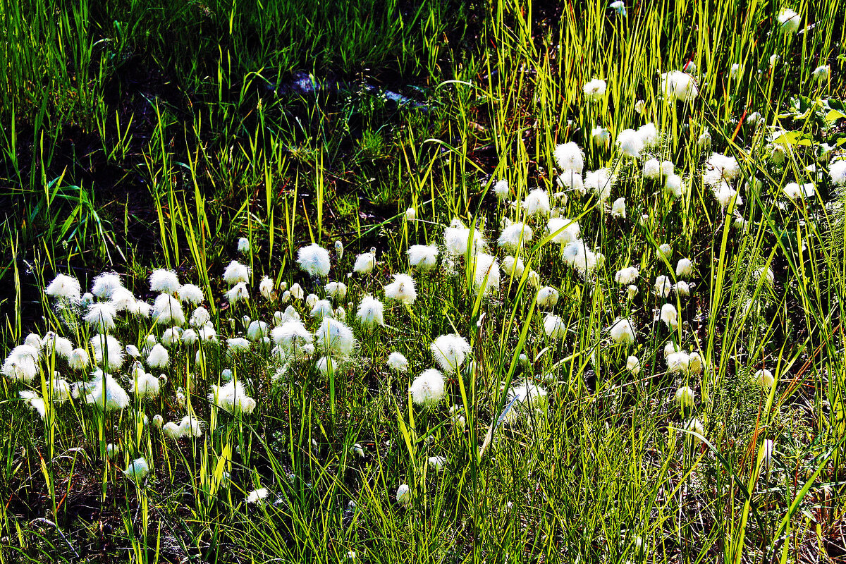 Июнь...Пушица у болотца. - Владимир Июнь...Пушица у болотца. - Владимир