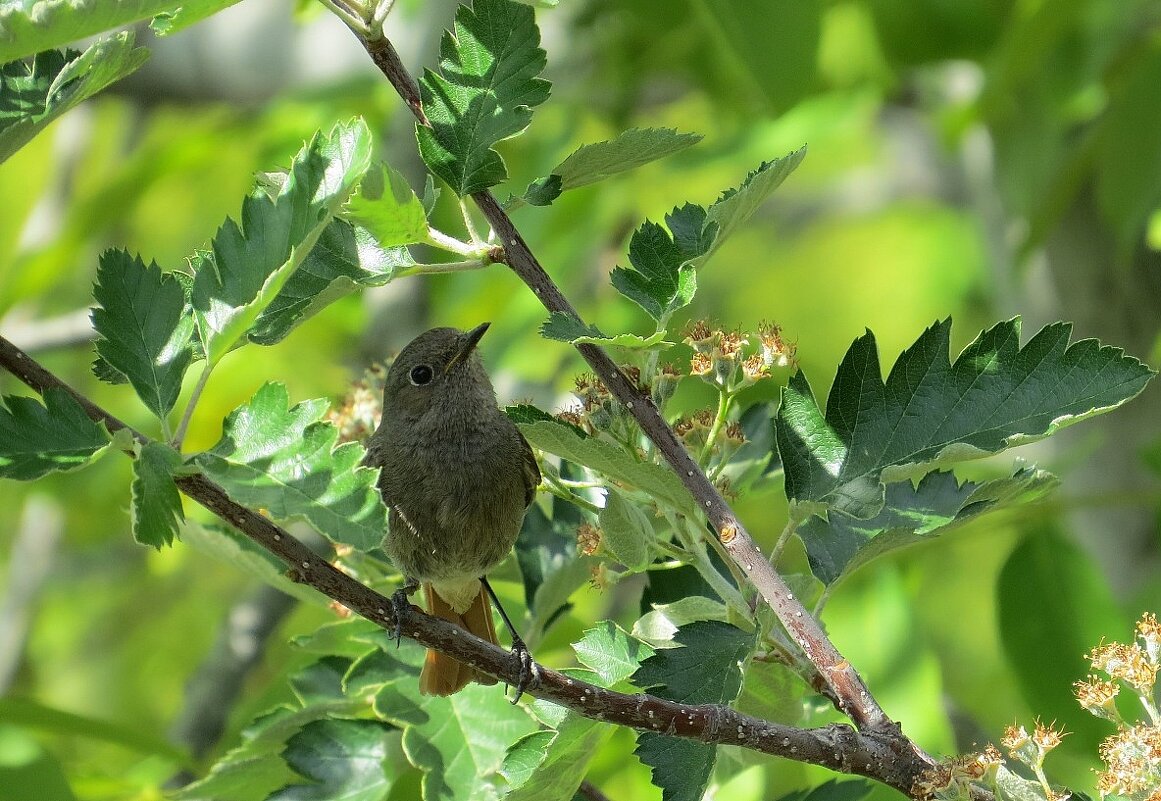 Среди листвы, в тенёчке ))) 2 - Natali 