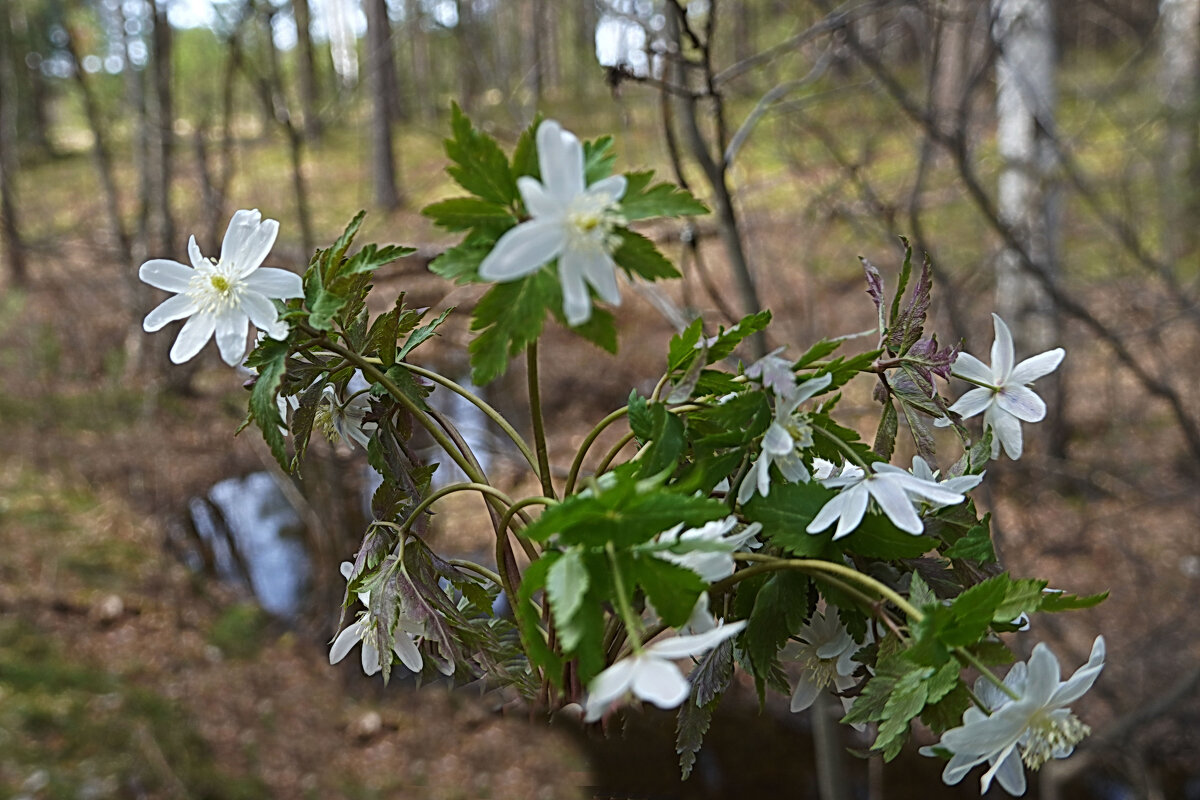 Ветреницы - Галина Кан Ветреницы - Галина Кан