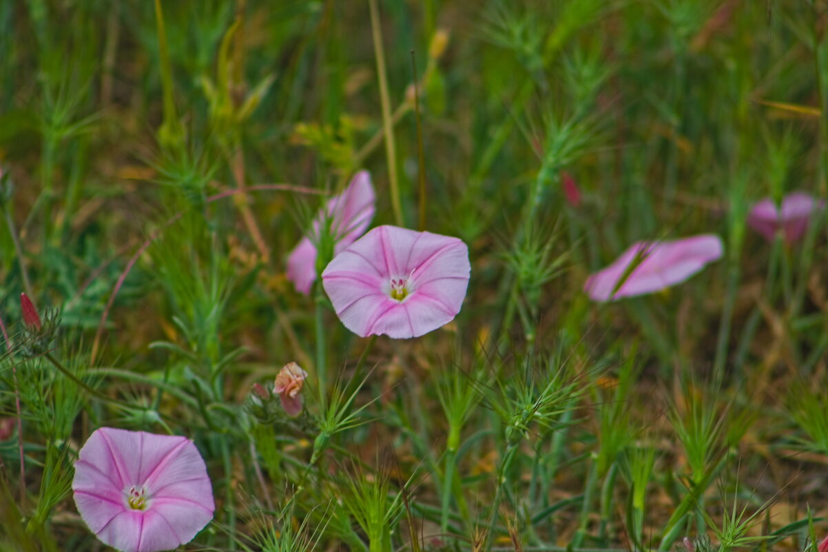 Вьюнквые - Giant Tao /