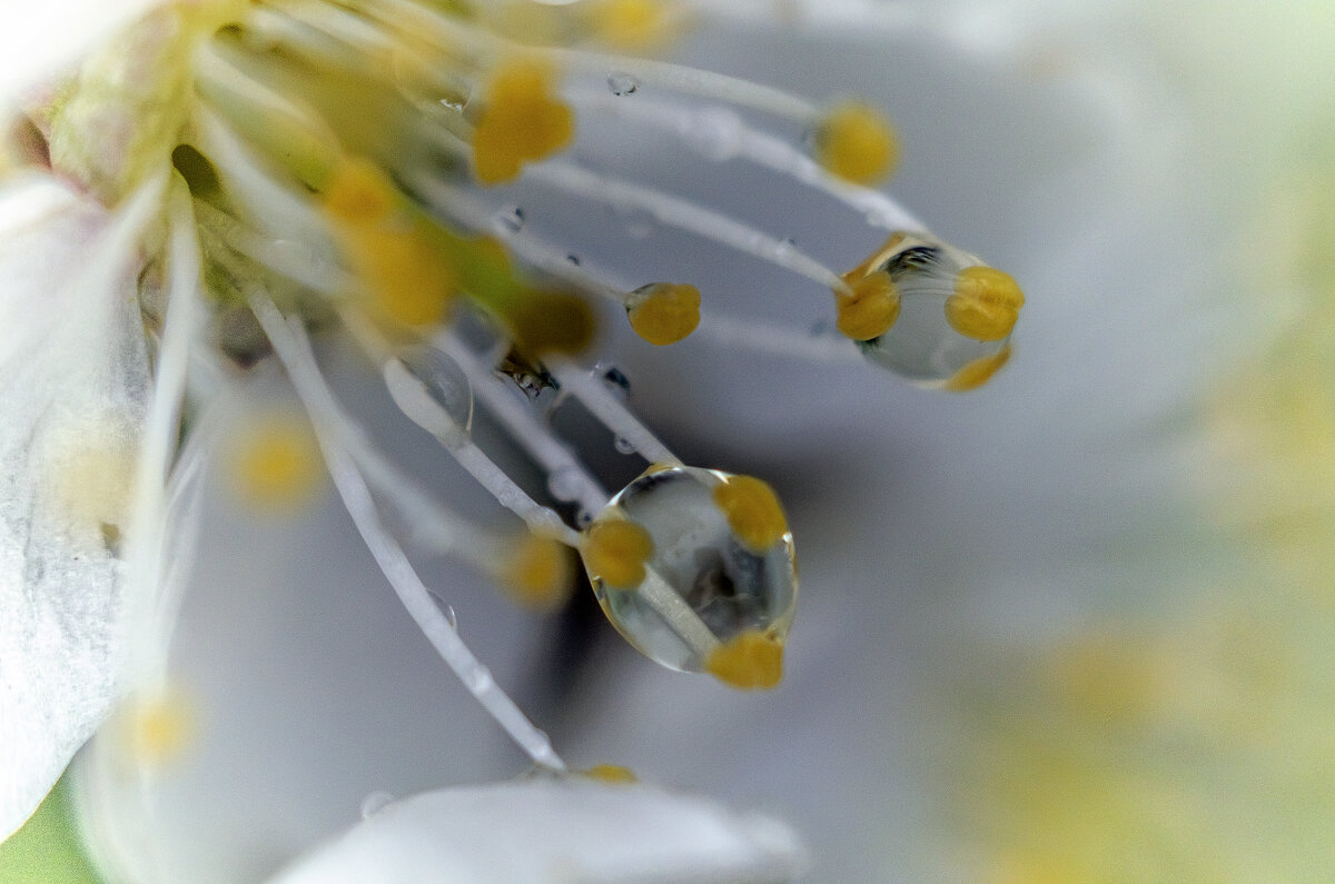 Слеза - Андрей Щетинин Слеза - Андрей Щетинин