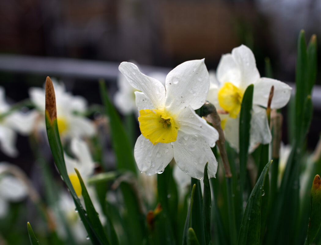 Весна - Петр 