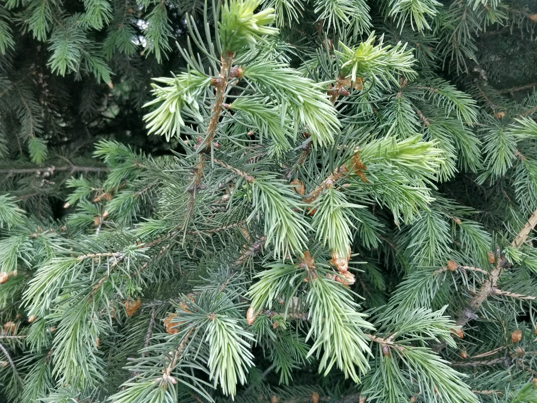 Ель,цветение. - Андрей Хлопонин