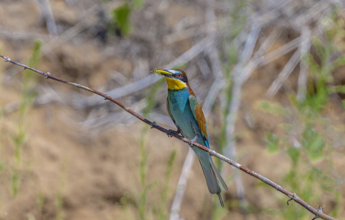 золотистые щурки - юрий макаров золотистые щурки - юрий макаров