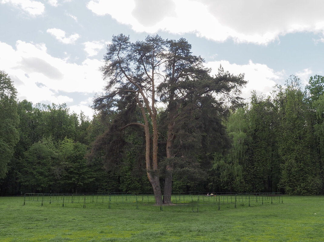 80_ЛЕТ_ПОБЕДЫ_ЦАРИЦЫНО - Сергей Янович Микк 80_ЛЕТ_ПОБЕДЫ_ЦАРИЦЫНО - Сергей Янович Микк