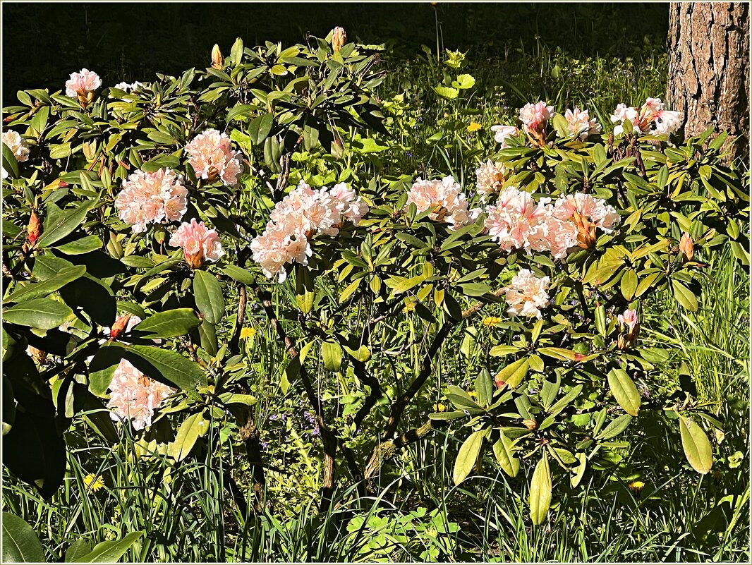 Рододендрон. - Валерия Комова Рододендрон. - Валерия Комова